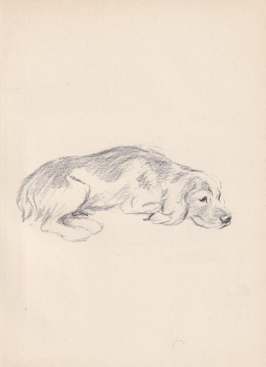 1946 ENGLISH FOXHOUND DOG Print - Lucy Dawson - Foxhound Art - Original Antique Dog Print - Dog Wall Art - Dog Gift - 7 x 9.5 Inches