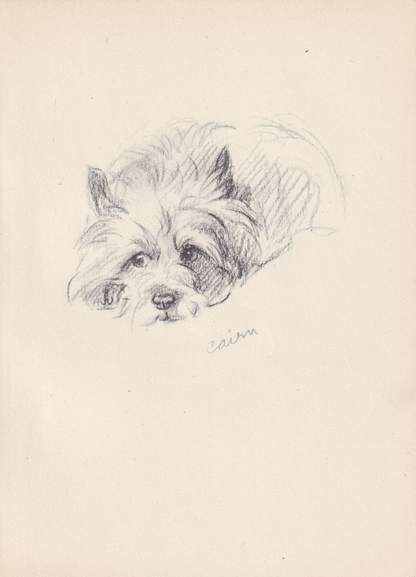 1946 SCOTTISH TERRIER DOG Print - Lucy Dawson - Scottish Terrier Art - Original Antique Dog Print - Dog Wall Art - Dog Gift - 7 x 9.5 Inches