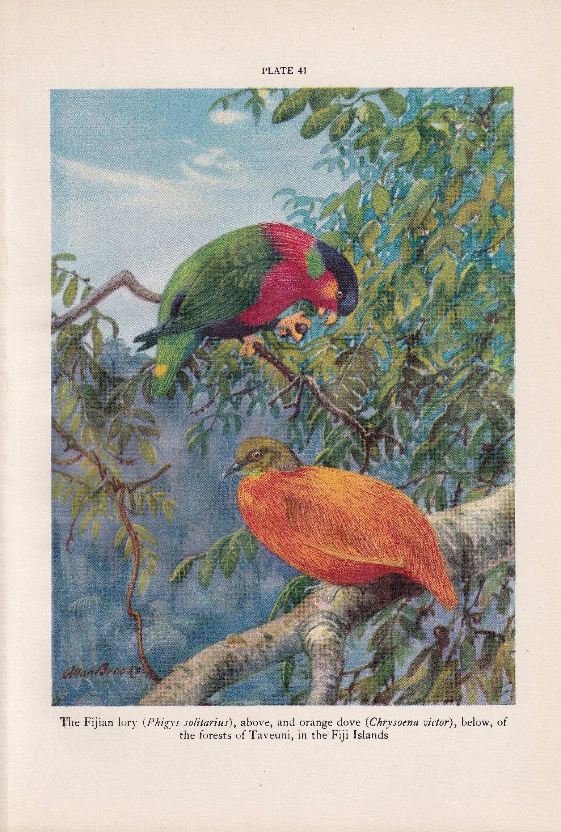 1934 TROPICAL BIRDS Print - Original Vintage Print - Bird Wall Art - Bird Decor - Bird Gift Idea - 89 Years Old - 9.15 x 6 In