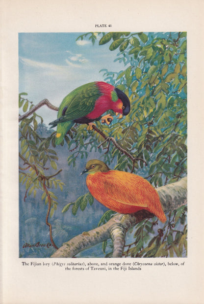 1934 TROPICAL BIRDS Print - Original Vintage Print - Bird Wall Art - Bird Decor - Bird Gift Idea - 89 Years Old - 9.15 x 6 In