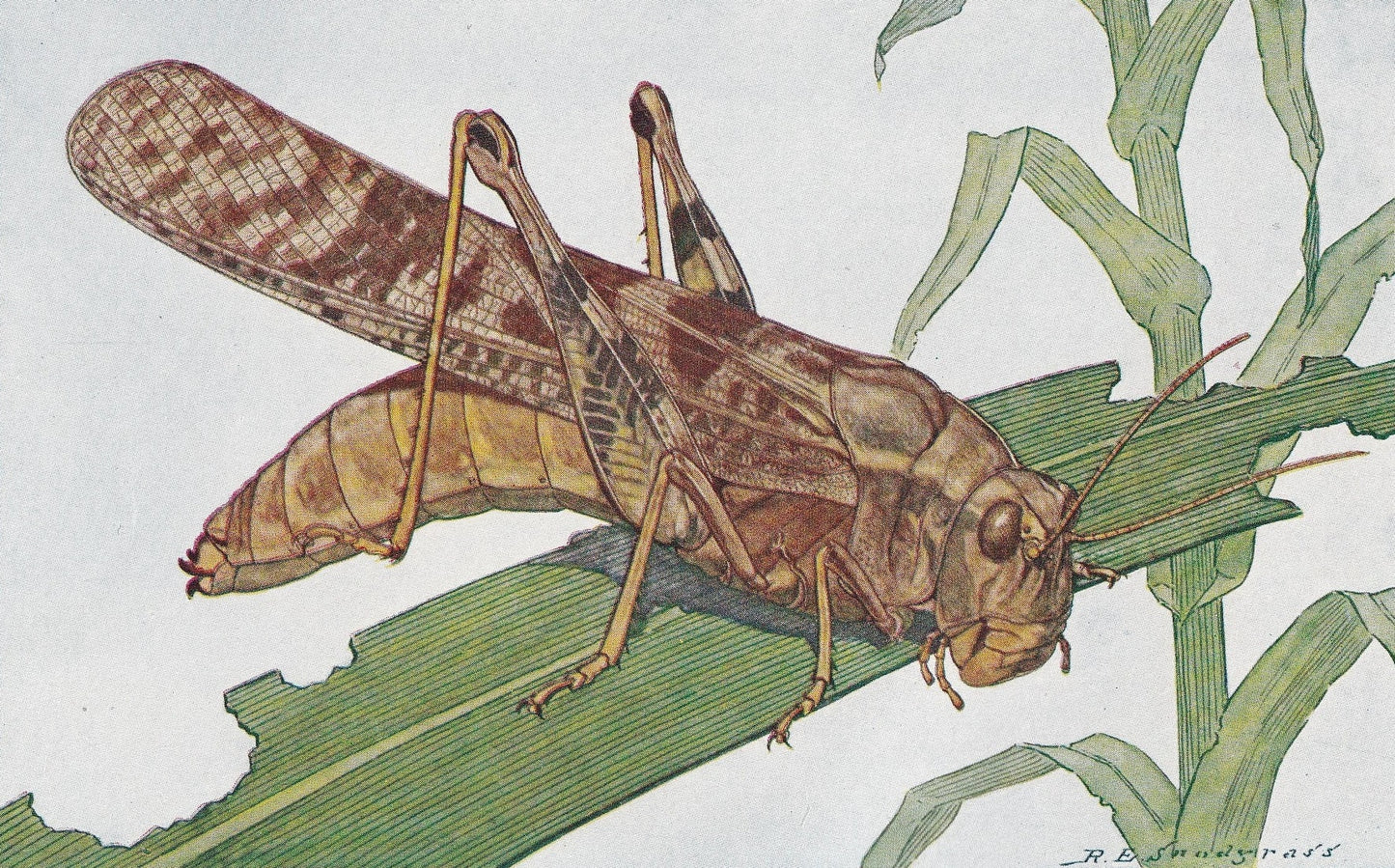 1934 LOCUST Print - Original Vintage Print - Insect Wall Art - Insect Decor - Insect Gift Idea - 89 Years Old - 9.15 x 6 Inch