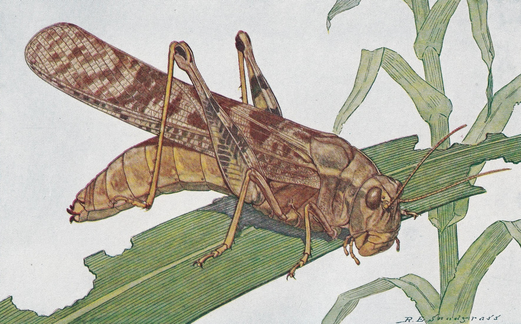 1934 LOCUST Print - Original Vintage Print - Insect Wall Art - Insect Decor - Insect Gift Idea - 89 Years Old - 9.15 x 6 Inch