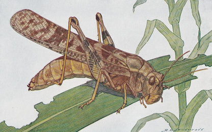 1934 LOCUST Print - Original Vintage Print - Insect Wall Art - Insect Decor - Insect Gift Idea - 89 Years Old - 9.15 x 6 Inch