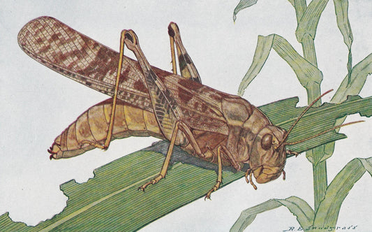 1934 LOCUST Print - Original Vintage Print - Insect Wall Art - Insect Decor - Insect Gift Idea - 89 Years Old - 9.15 x 6 Inch