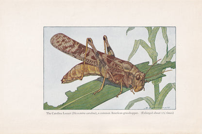 1934 LOCUST Print - Original Vintage Print - Insect Wall Art - Insect Decor - Insect Gift Idea - 89 Years Old - 9.15 x 6 Inch