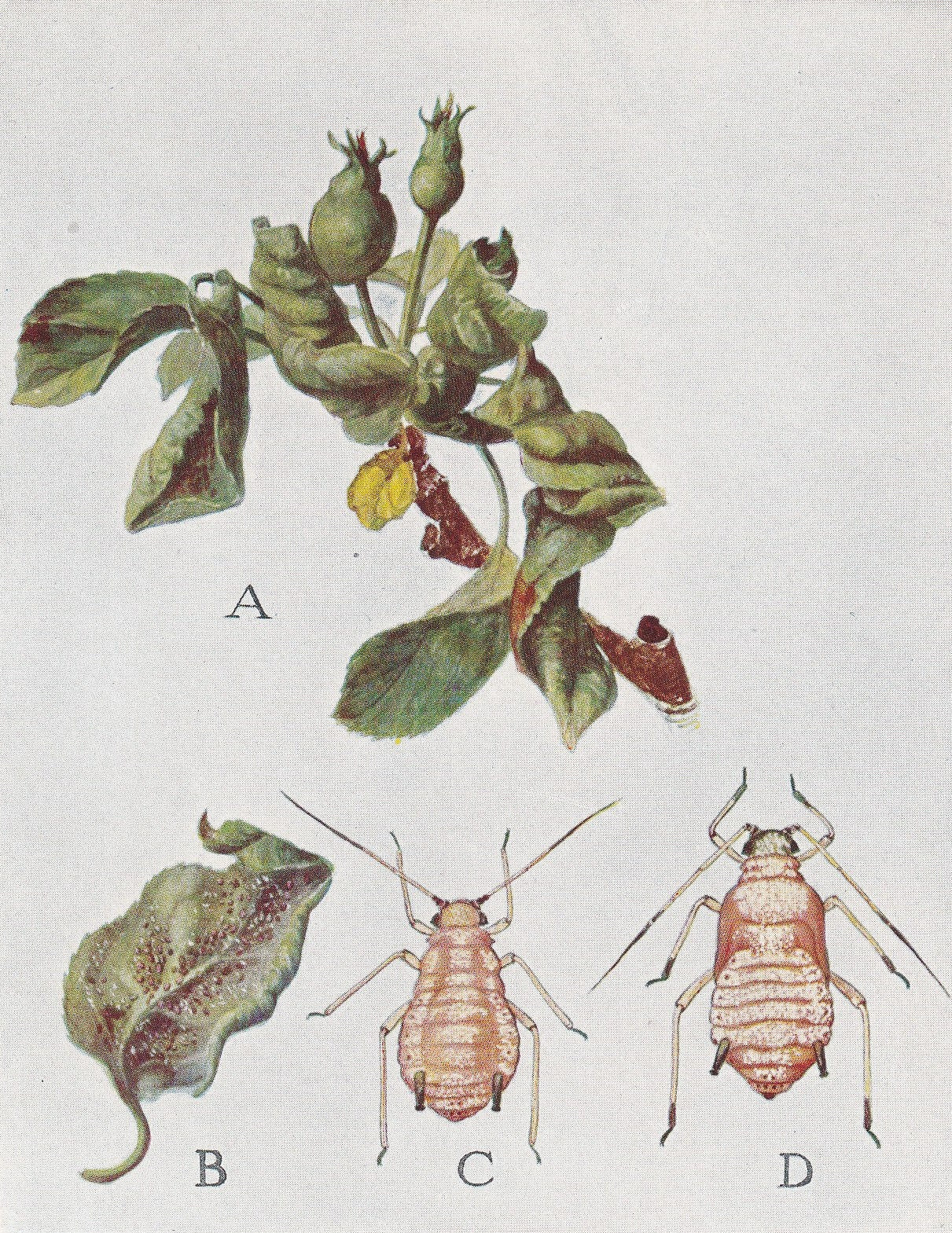 1934 ROSY APPLE APHID Print - Original Vintage Print - Insect Wall Art - Insect Decor - Insect Gift Idea - 89 Years Old - 9.1