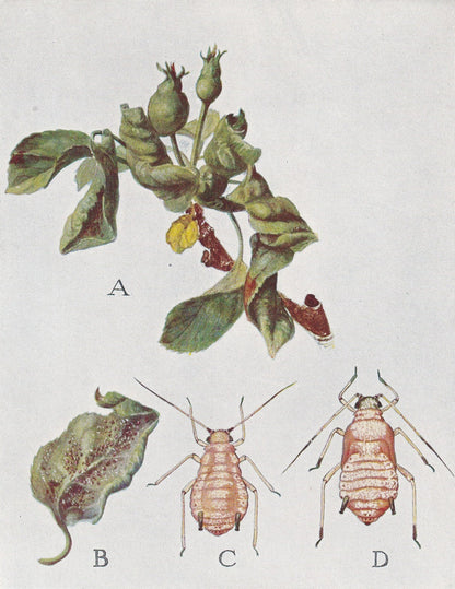 1934 ROSY APPLE APHID Print - Original Vintage Print - Insect Wall Art - Insect Decor - Insect Gift Idea - 89 Years Old - 9.1