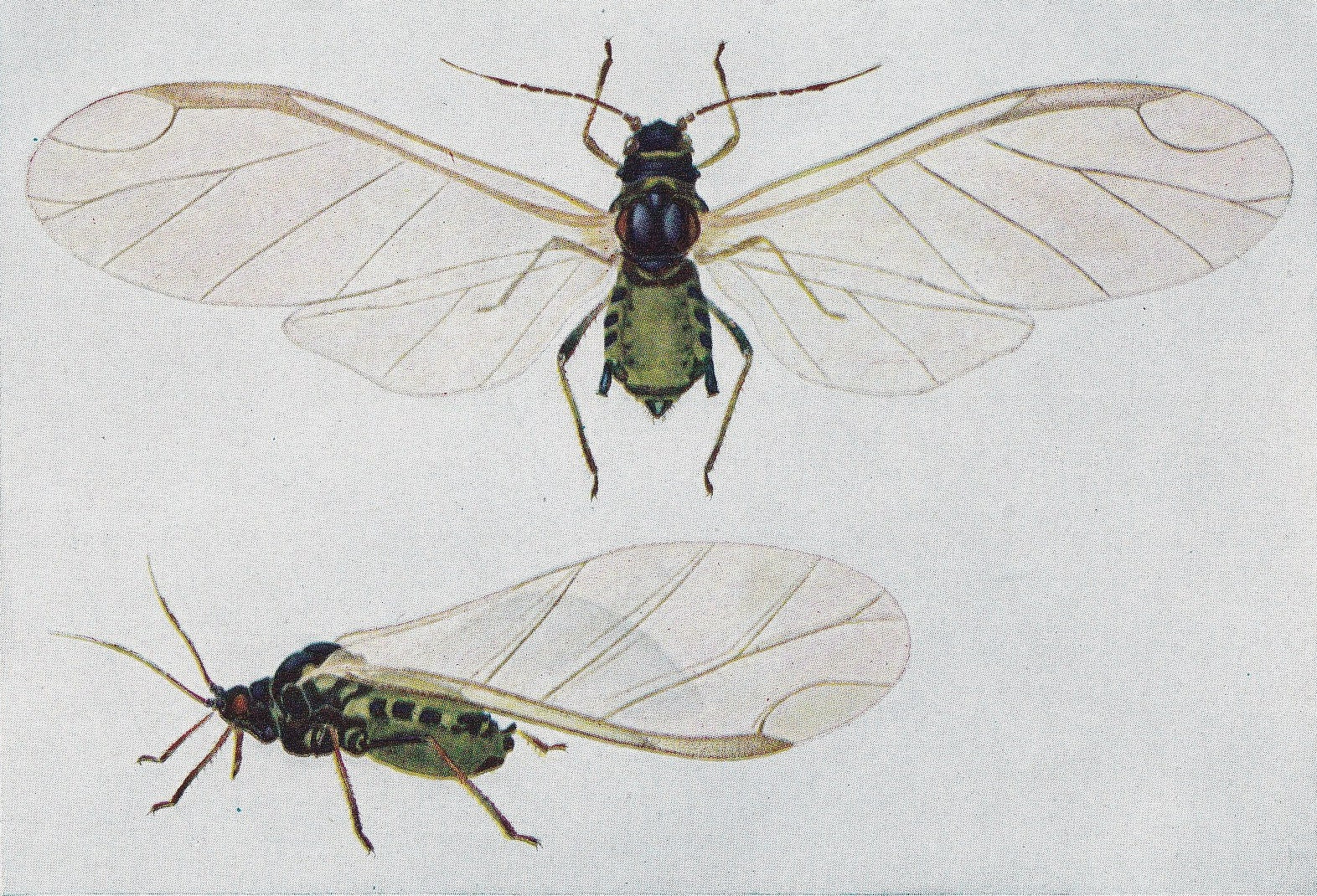 1934 APHID Print - Original Vintage Print - Insect Wall Art - Insect Decor - Insect Gift Idea - 89 Years Old - 9.15 x 6 Inche