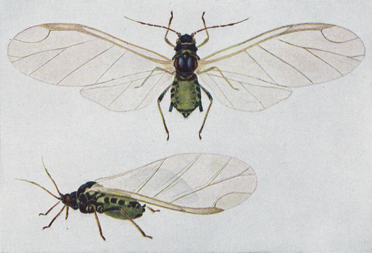 1934 APHID Print - Original Vintage Print - Insect Wall Art - Insect Decor - Insect Gift Idea - 89 Years Old - 9.15 x 6 Inche