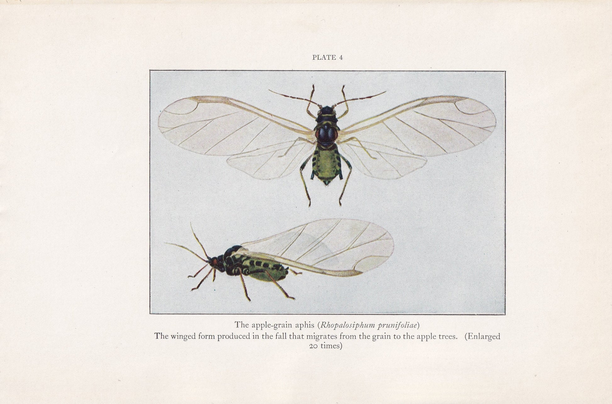 1934 APHID Print - Original Vintage Print - Insect Wall Art - Insect Decor - Insect Gift Idea - 89 Years Old - 9.15 x 6 Inche