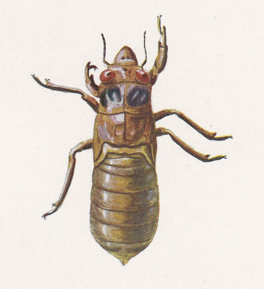 1934 CICADA NYMPH Print - Original Vintage Print - Insect Wall Art - Insect Decor - Insect Gift Idea - 89 Years Old - 9.15 x 