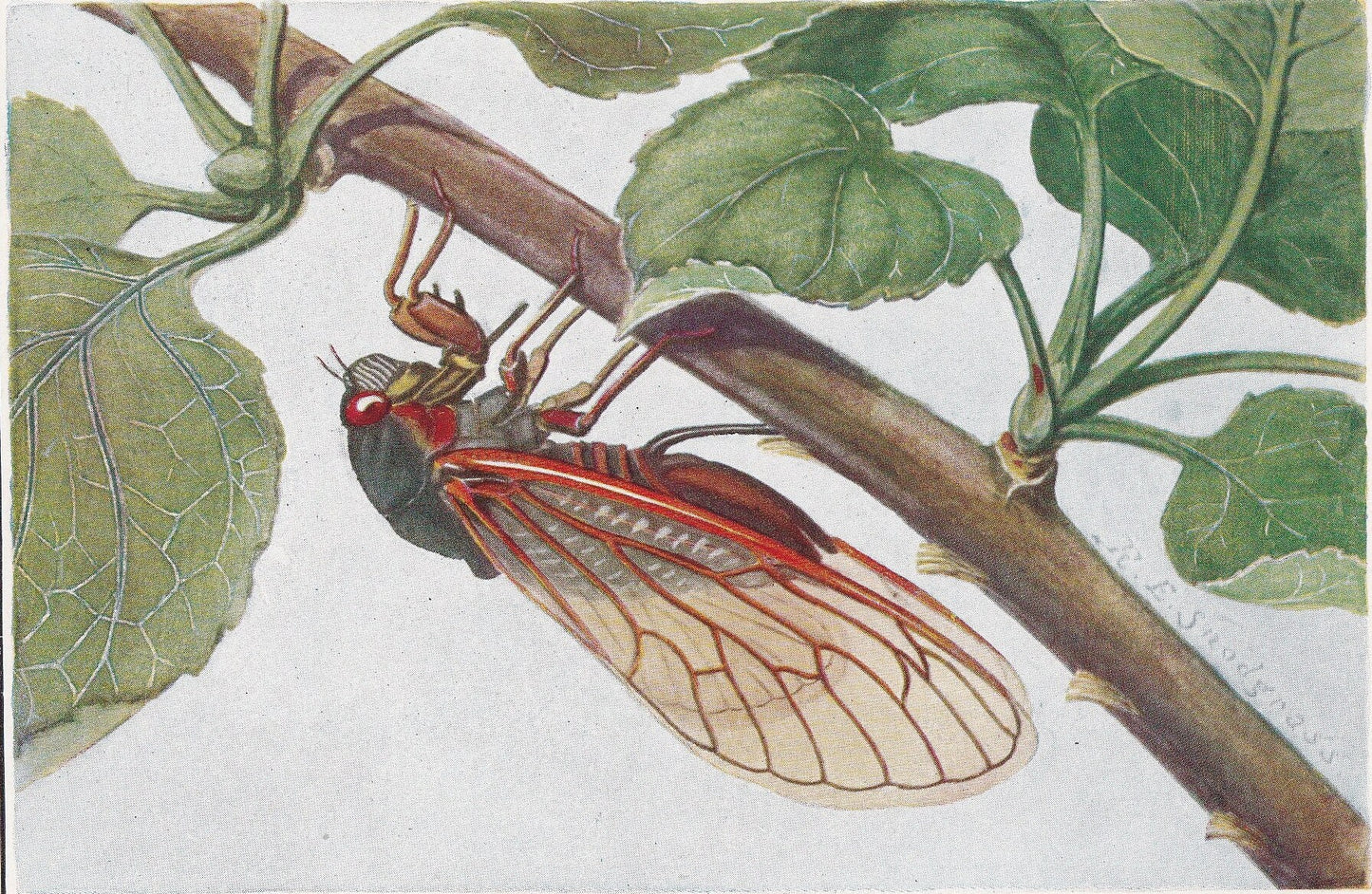 1934 CICADA Print - Original Vintage Print - Insect Wall Art - Insect Decor - Insect Gift Idea - 89 Years Old - 9.15 x 6 Inch