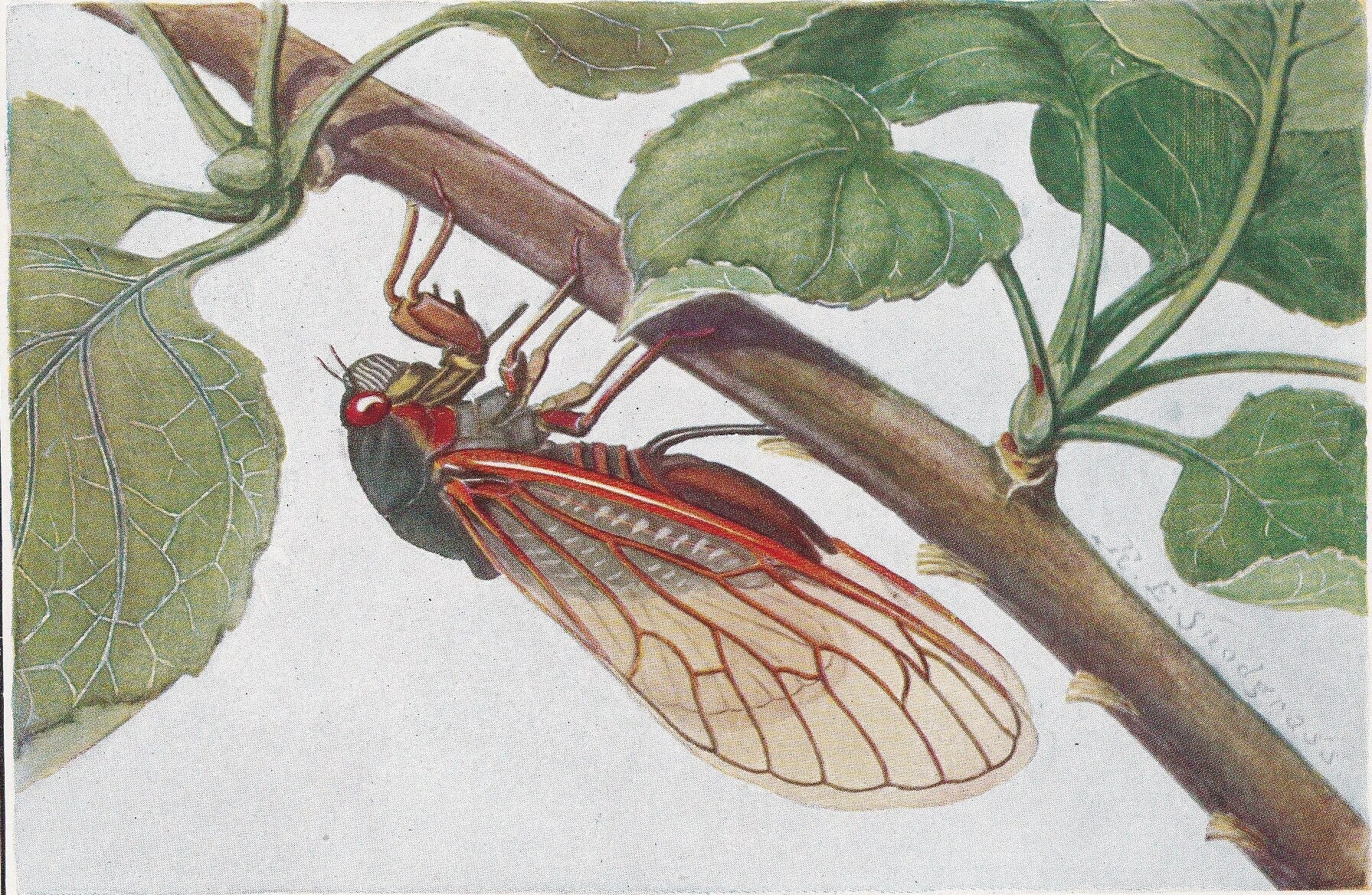 1934 CICADA Print - Original Vintage Print - Insect Wall Art - Insect Decor - Insect Gift Idea - 89 Years Old - 9.15 x 6 Inch