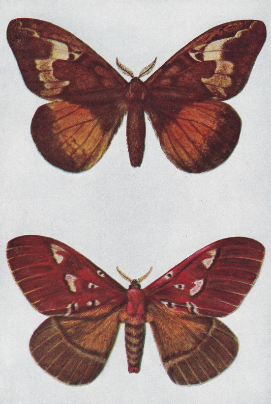 1934 MOTH Print - Original Vintage Print - Moth Wall Art - Moth Decor - Moth Gift Idea - 89 Years Old - 9.15 x 6 Inches