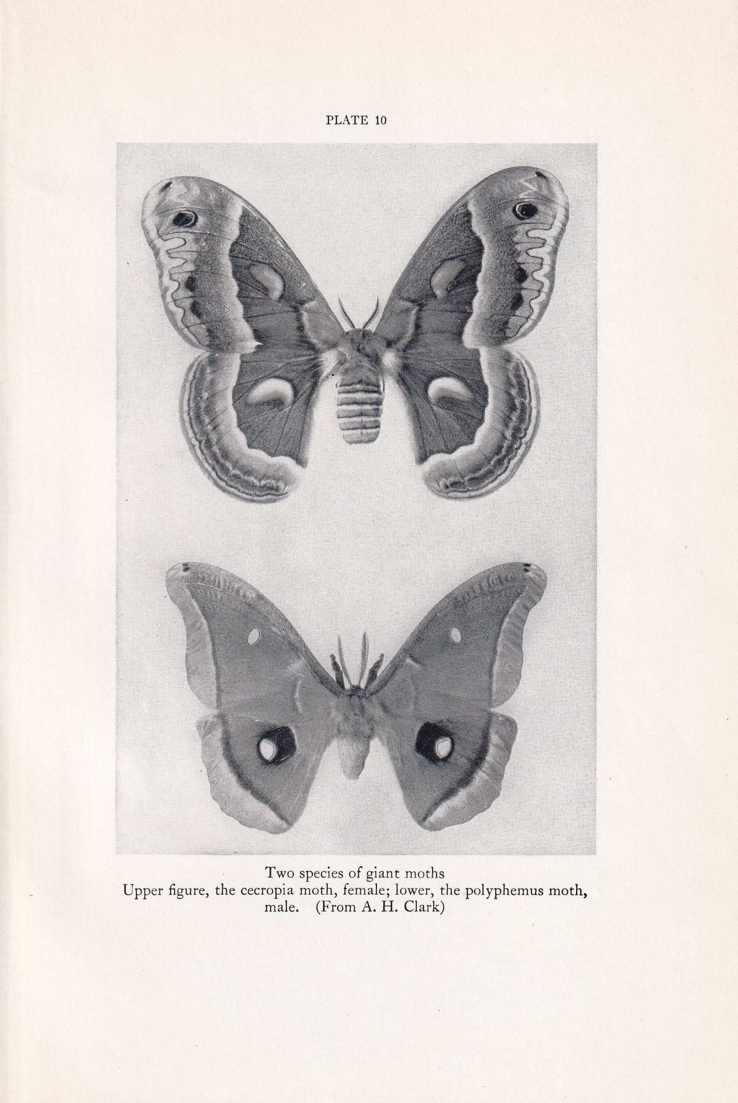 1934 GIANT MOTH Print - Original Vintage Print - Moth Wall Art - Moth Decor - Moth Gift Idea - 89 Years Old - 9.15 x 6 Inches