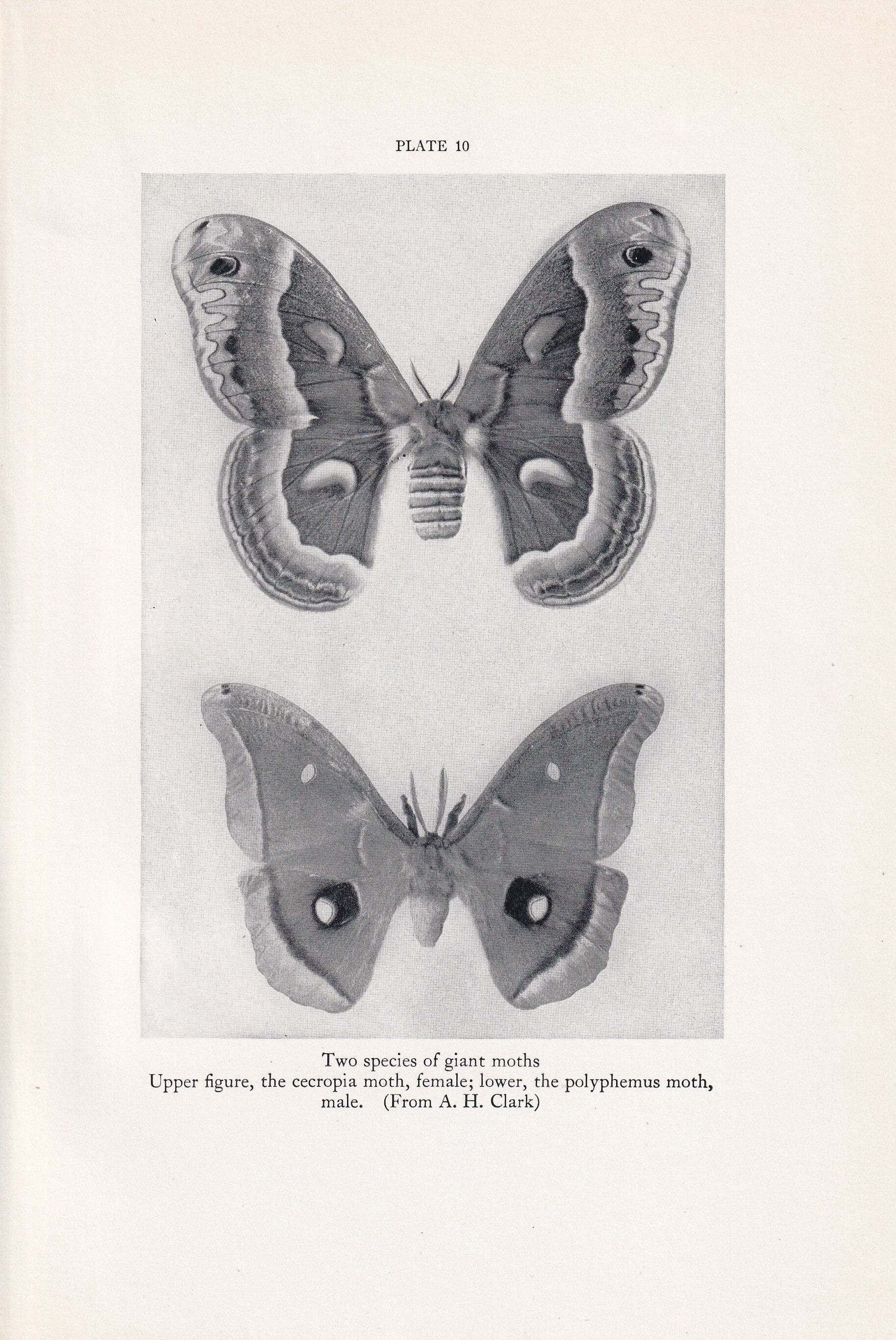 1934 GIANT MOTH Print - Original Vintage Print - Moth Wall Art - Moth Decor - Moth Gift Idea - 89 Years Old - 9.15 x 6 Inches