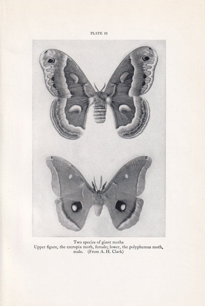 1934 GIANT MOTH Print - Original Vintage Print - Moth Wall Art - Moth Decor - Moth Gift Idea - 89 Years Old - 9.15 x 6 Inches