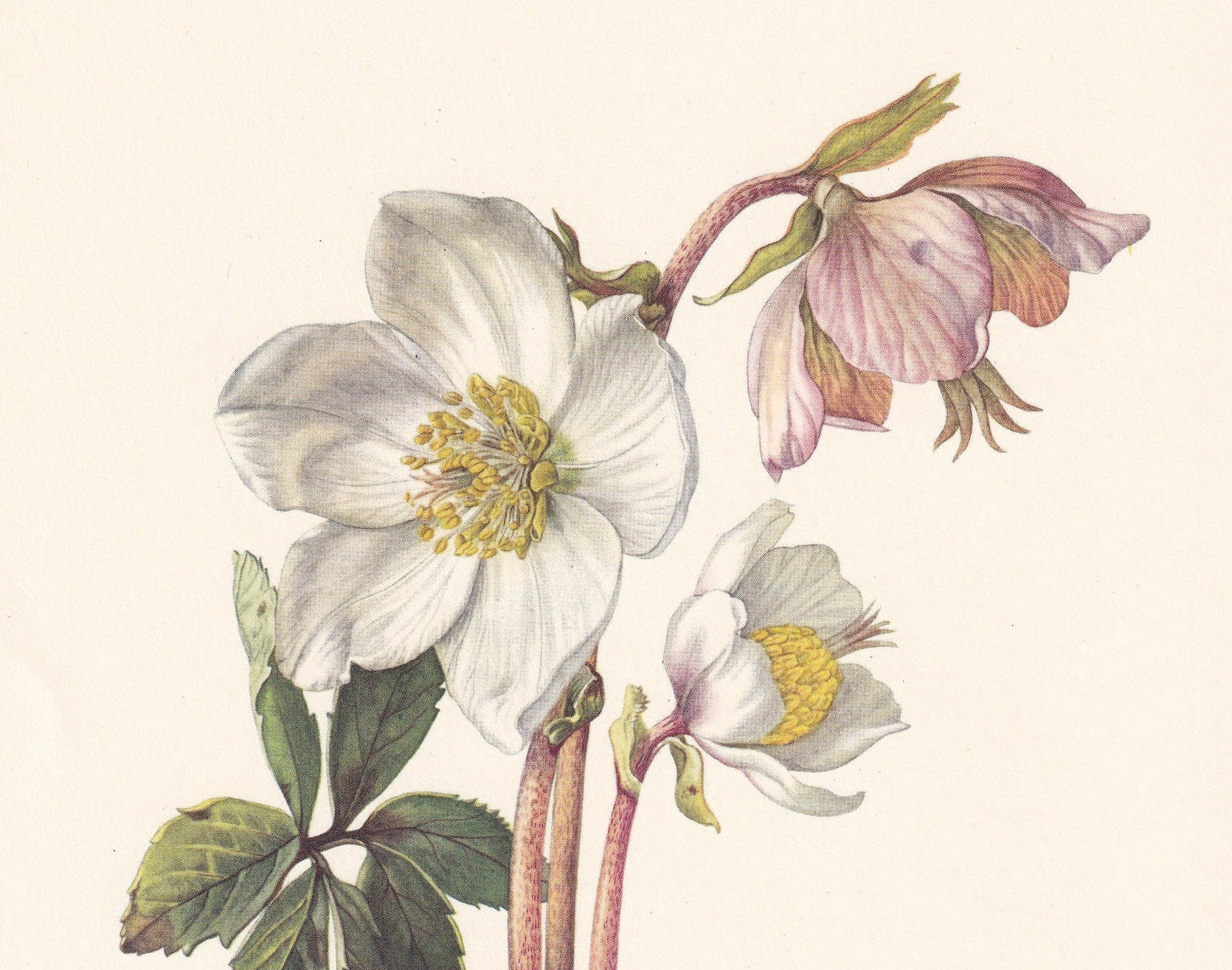 1960 CHRISTMAS ROSE Print - Botanical Print - Flower Print - Flower Wall Art - Vintage Plant Print - 7.5 x 10.6 Inches