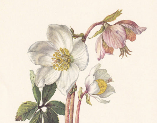 1960 CHRISTMAS ROSE Print - Botanical Print - Flower Print - Flower Wall Art - Vintage Plant Print - 7.5 x 10.6 Inches