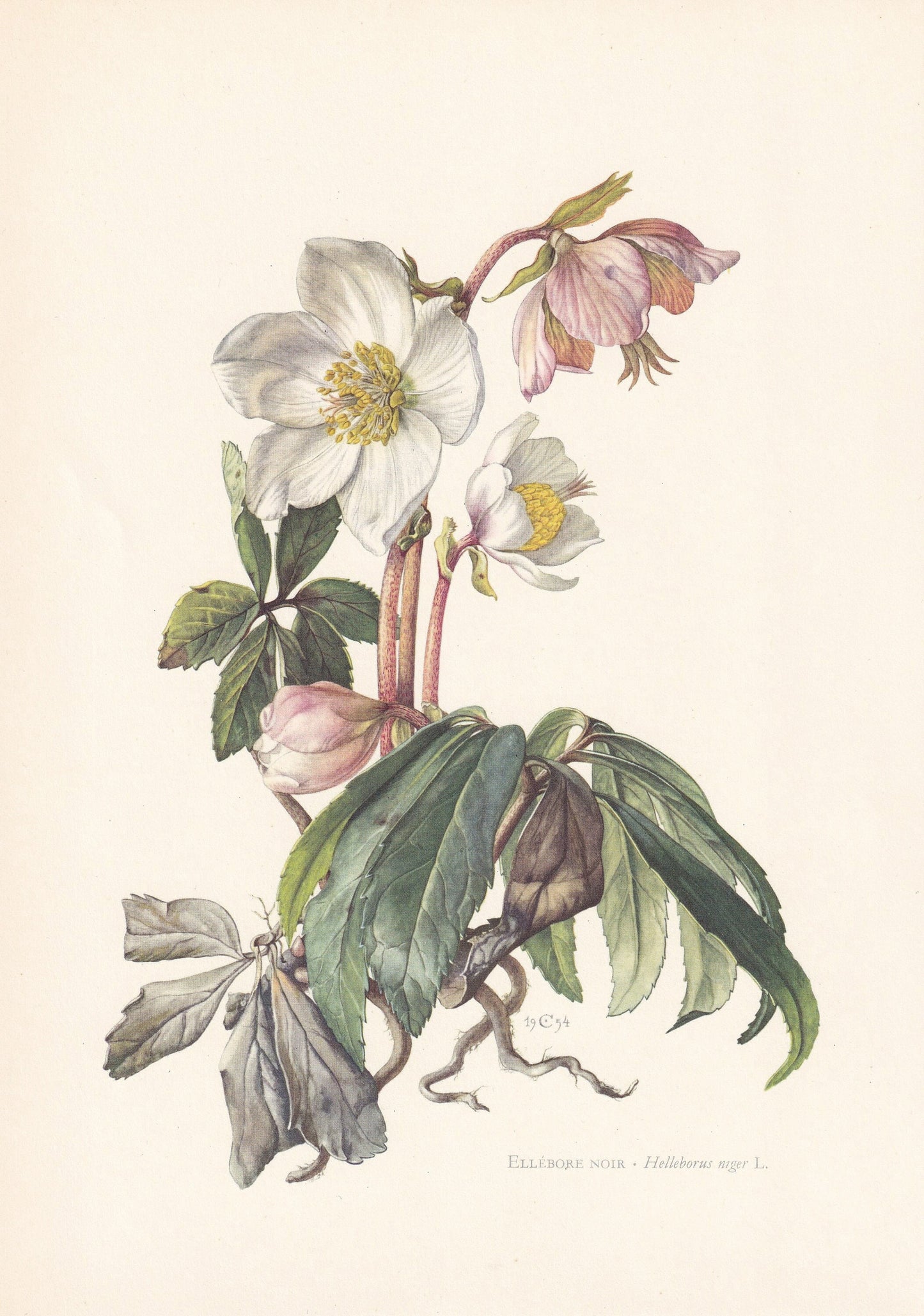 1960 CHRISTMAS ROSE Print - Botanical Print - Flower Print - Flower Wall Art - Vintage Plant Print - 7.5 x 10.6 Inches