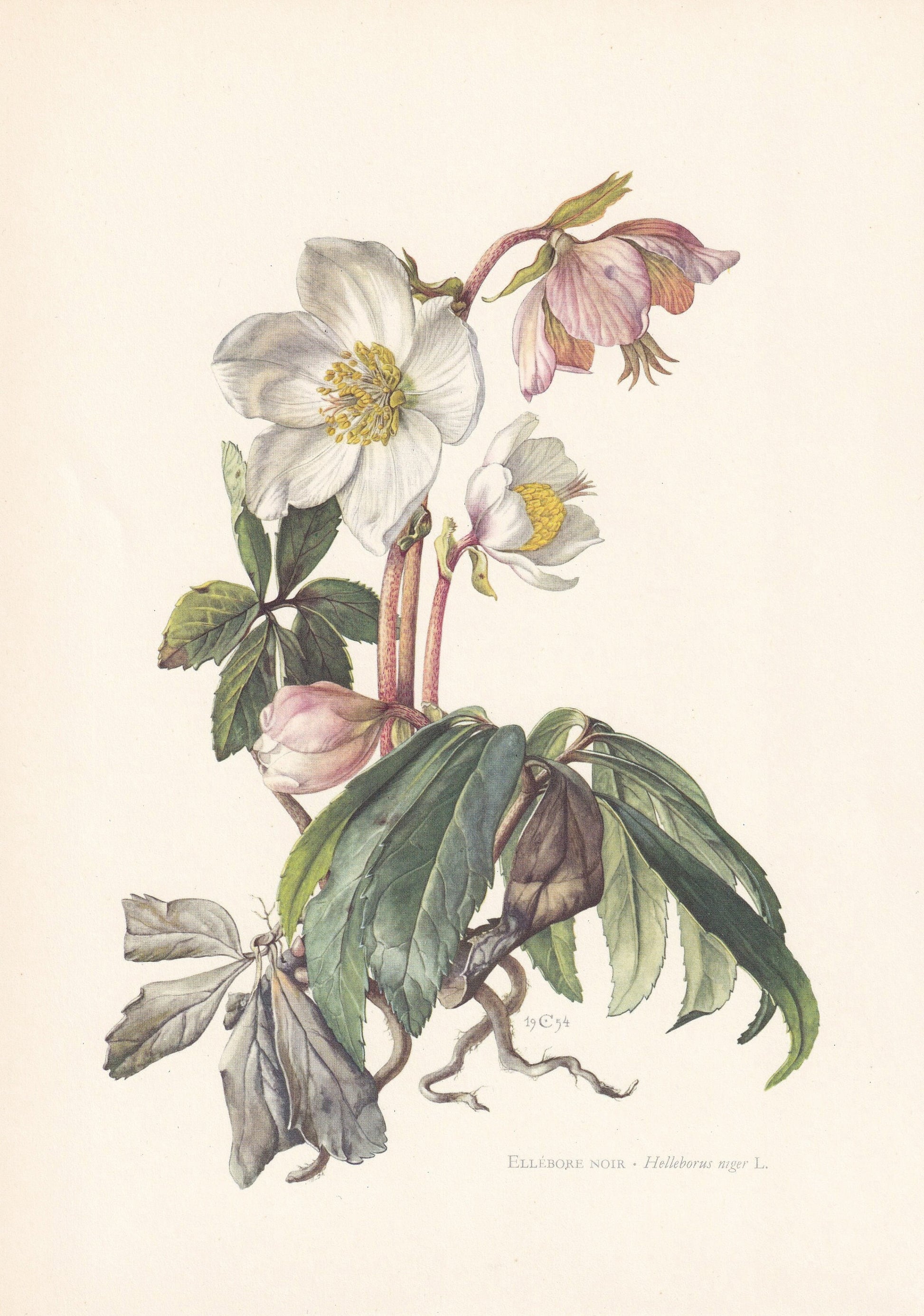 1960 CHRISTMAS ROSE Print - Botanical Print - Flower Print - Flower Wall Art - Vintage Plant Print - 7.5 x 10.6 Inches