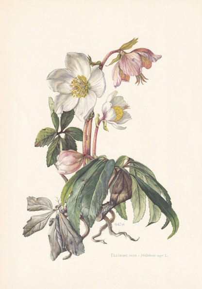 1960 CHRISTMAS ROSE Print - Botanical Print - Flower Print - Flower Wall Art - Vintage Plant Print - 7.5 x 10.6 Inches