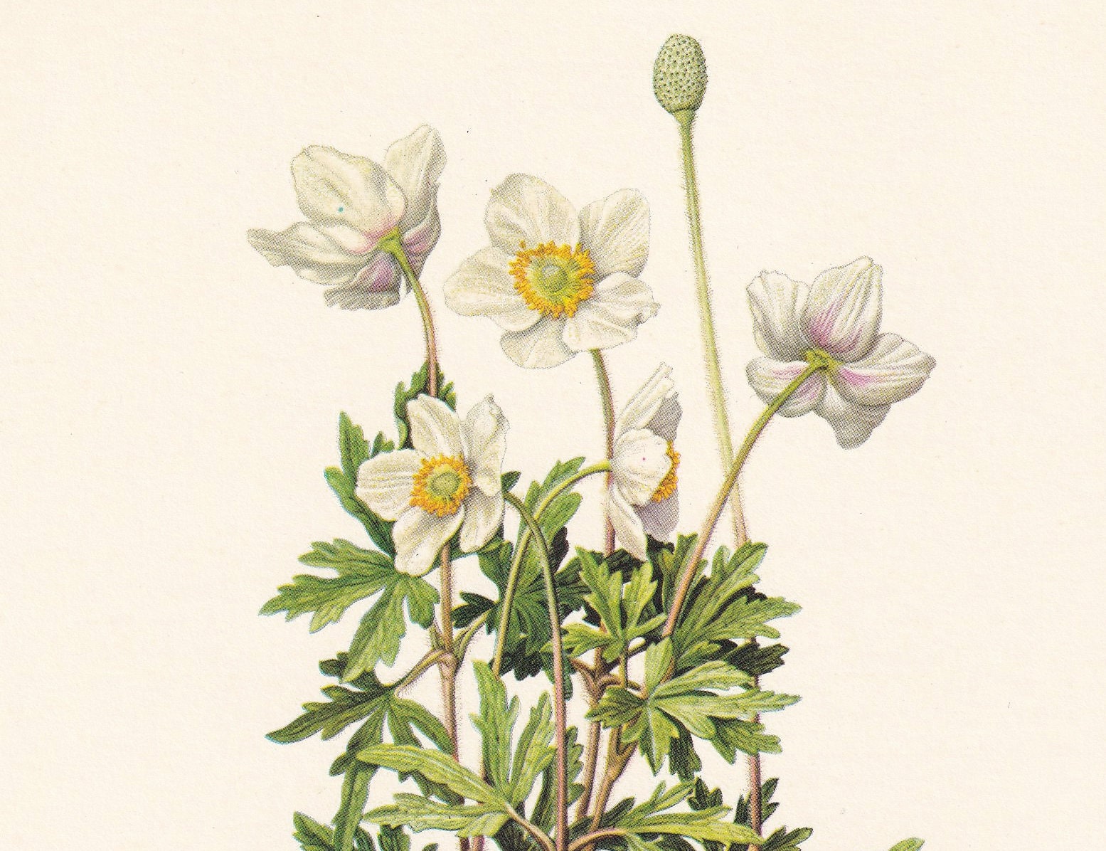 1960 SNOWDROP ANEMONE Print - Botanical Print - Flower Print - Flower Wall Art - Vintage Plant Print - 7.5 x 10.6 Inches