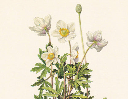 1960 SNOWDROP ANEMONE Print - Botanical Print - Flower Print - Flower Wall Art - Vintage Plant Print - 7.5 x 10.6 Inches