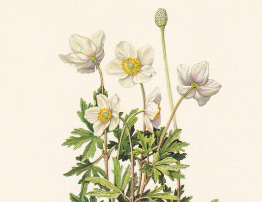 1960 SNOWDROP ANEMONE Print - Botanical Print - Flower Print - Flower Wall Art - Vintage Plant Print - 7.5 x 10.6 Inches
