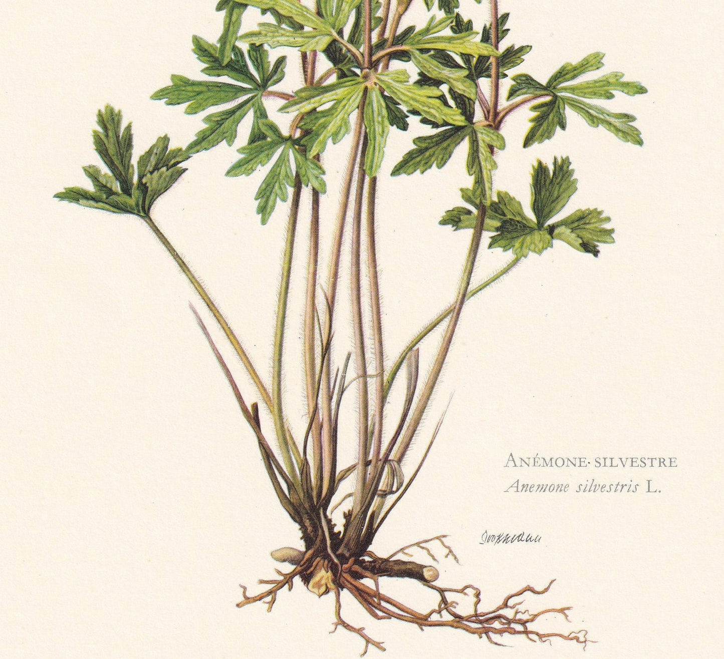 1960 SNOWDROP ANEMONE Print - Botanical Print - Flower Print - Flower Wall Art - Vintage Plant Print - 7.5 x 10.6 Inches