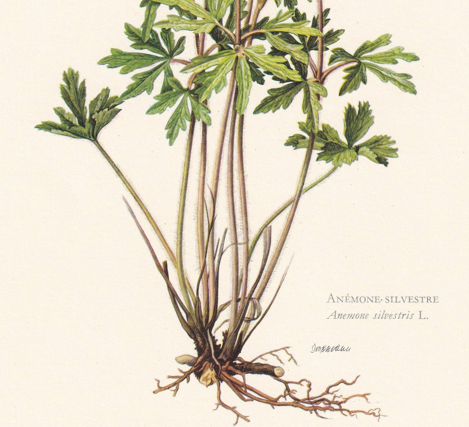 1960 SNOWDROP ANEMONE Print - Botanical Print - Flower Print - Flower Wall Art - Vintage Plant Print - 7.5 x 10.6 Inches