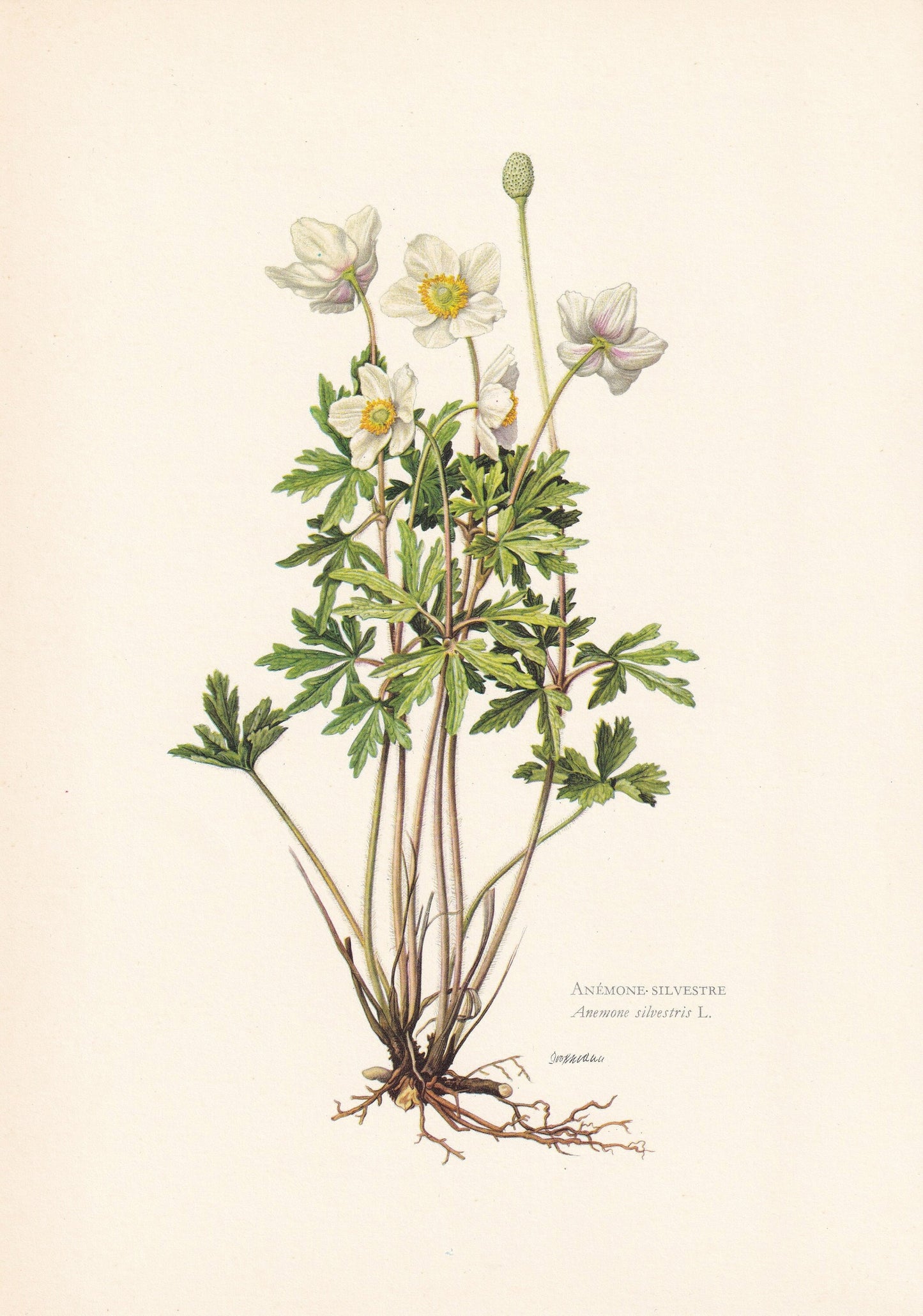1960 SNOWDROP ANEMONE Print - Botanical Print - Flower Print - Flower Wall Art - Vintage Plant Print - 7.5 x 10.6 Inches