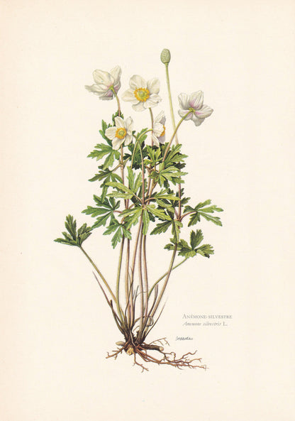 1960 SNOWDROP ANEMONE Print - Botanical Print - Flower Print - Flower Wall Art - Vintage Plant Print - 7.5 x 10.6 Inches