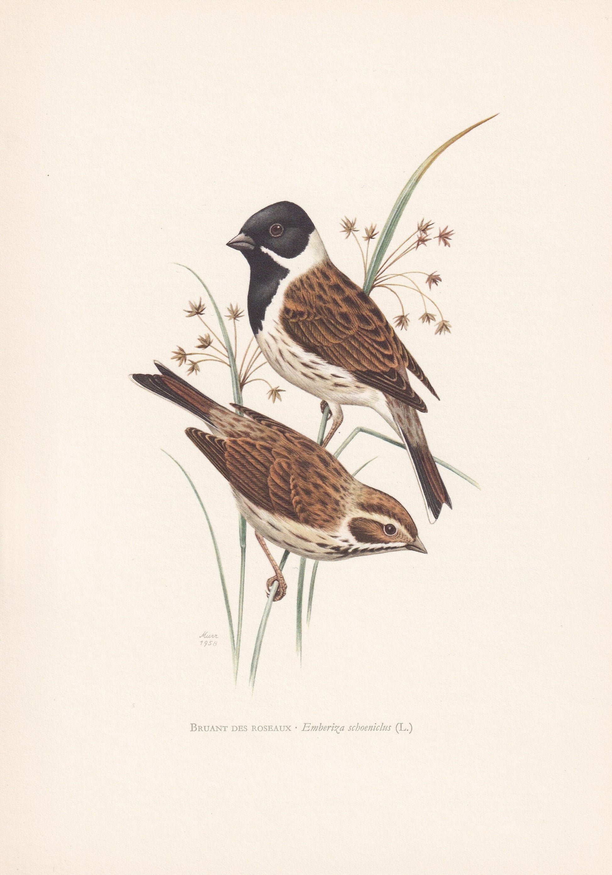 1960 COMMON REED BUNTING Bird Print - Vintage Bird Print - Bird Illustration - Bird Wall Art - Bird Decor - 7.5 x 10.6 Inches
