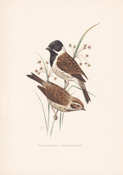 1960 COMMON REED BUNTING Bird Print - Vintage Bird Print - Bird Illustration - Bird Wall Art - Bird Decor - 7.5 x 10.6 Inches