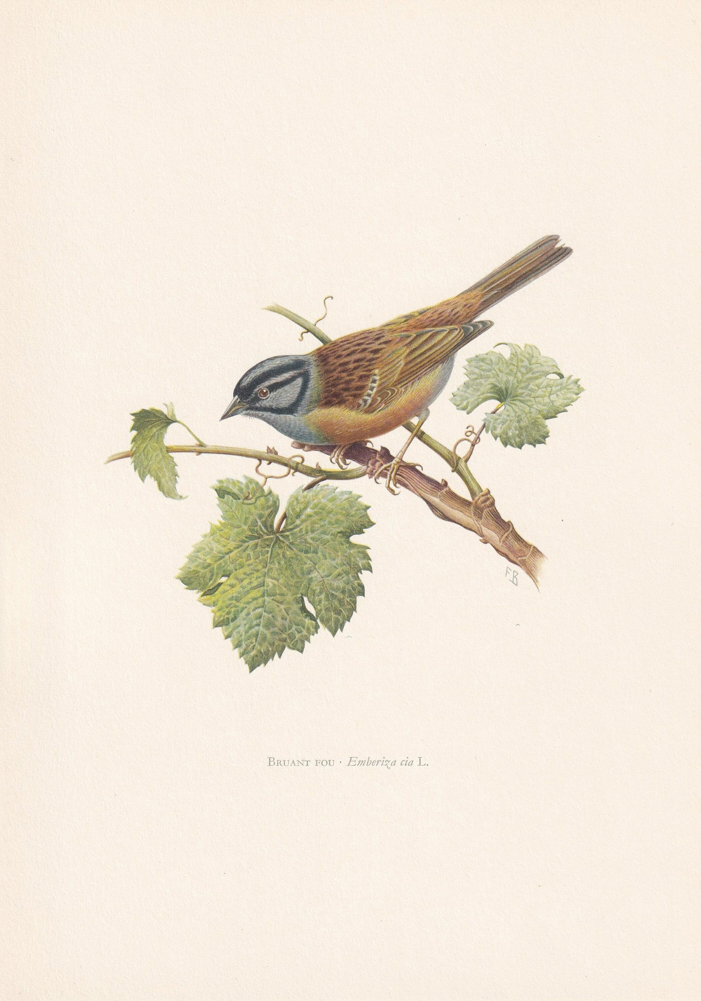 1960 ROCK BUNTING Print - Vintage Bird Print - Bird Illustration - Bird Wall Art - Bird Decor - 7.5 x 10.6 Inches