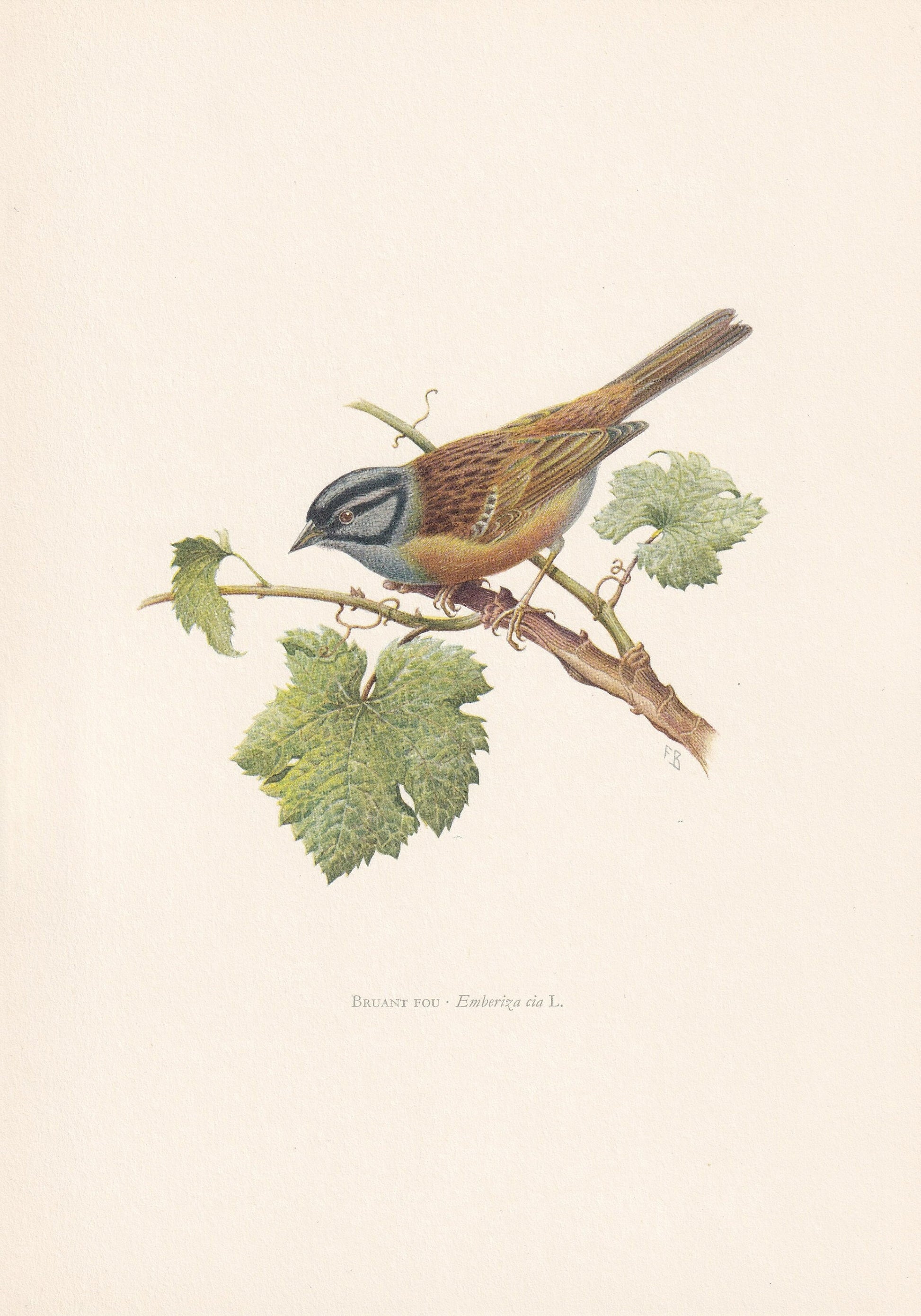 1960 ROCK BUNTING Print - Vintage Bird Print - Bird Illustration - Bird Wall Art - Bird Decor - 7.5 x 10.6 Inches