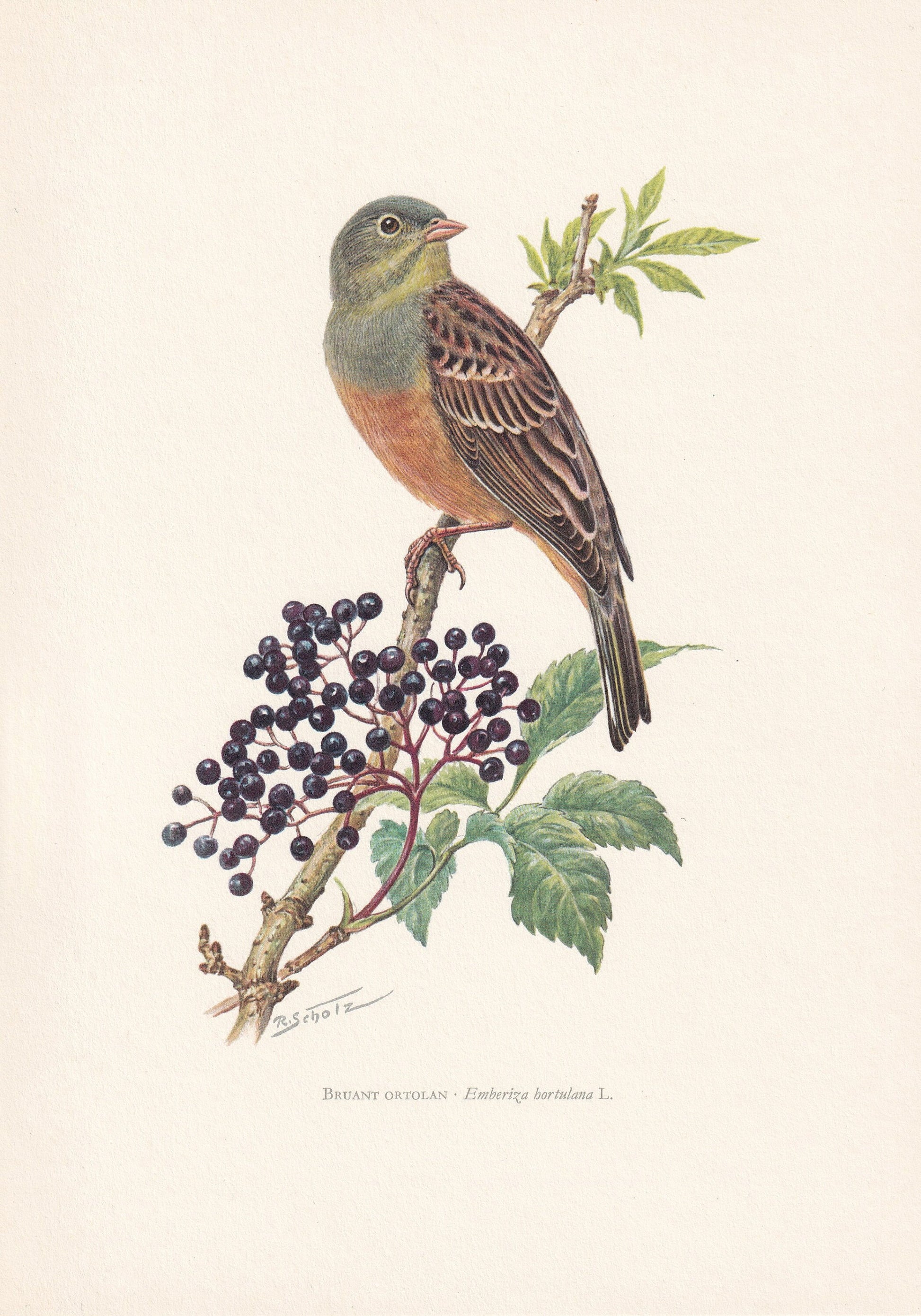 1960 ORTOLAN BUNTING Print - Vintage Bird Print - Bird Illustration - Bird Wall Art - Bird Decor - 7.5 x 10.6 Inches