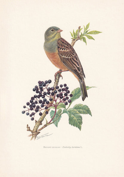1960 ORTOLAN BUNTING Print - Vintage Bird Print - Bird Illustration - Bird Wall Art - Bird Decor - 7.5 x 10.6 Inches