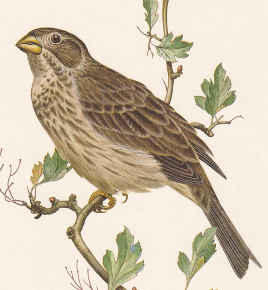 1960 CORN BUNTING Bird Print - Vintage Bird Print - Bird Illustration - Bird Wall Art - Bird Decor - 7.5 x 10.6 Inches