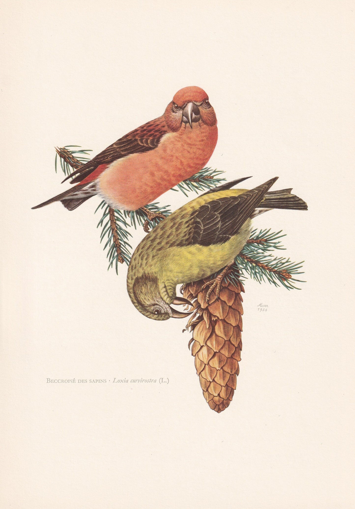 1960 RED CROSSBILL Bird Print - Vintage Bird Print - Bird Illustration - Bird Wall Art - Bird Decor - 7.5 x 10.6 Inches