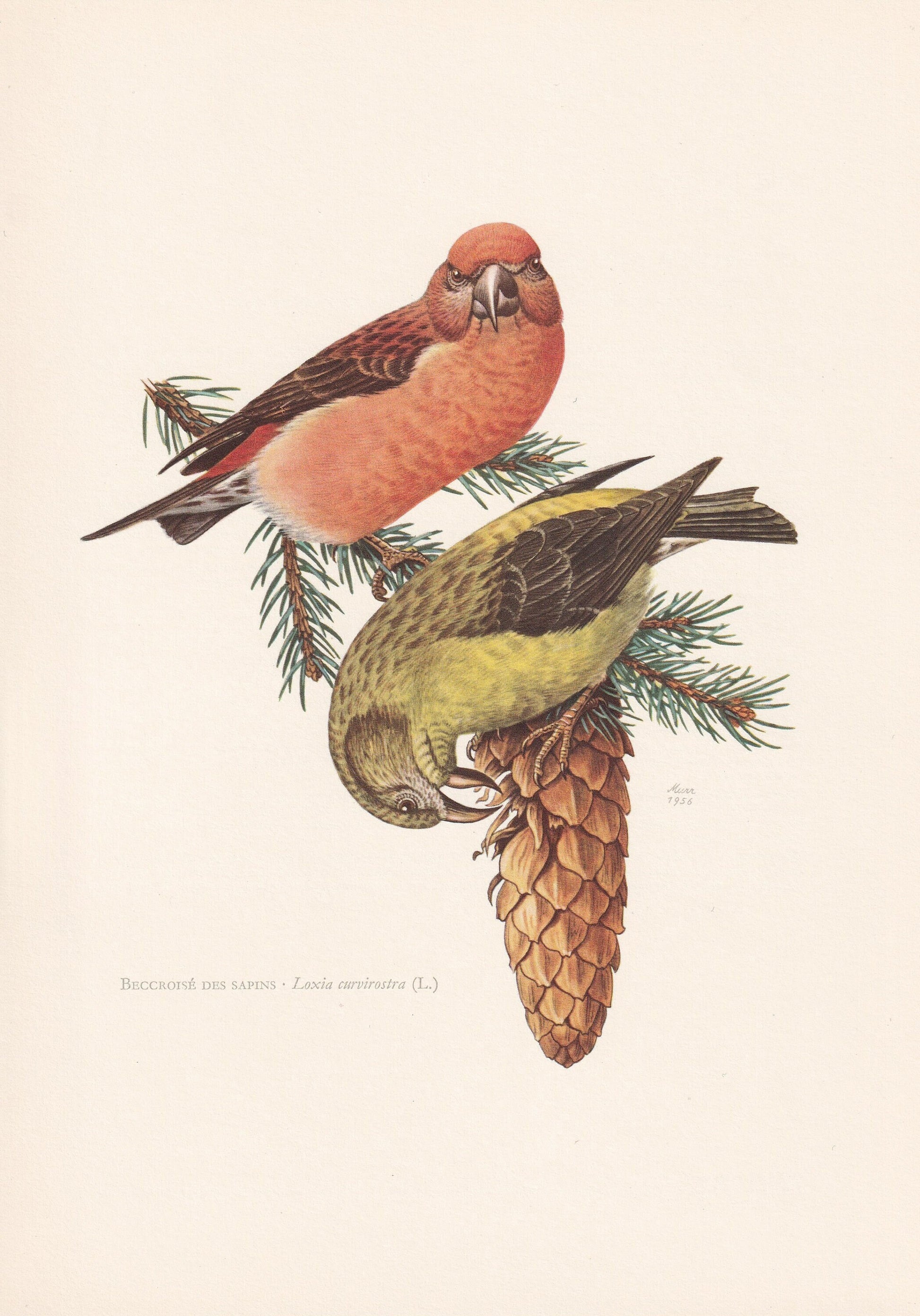 1960 RED CROSSBILL Bird Print - Vintage Bird Print - Bird Illustration - Bird Wall Art - Bird Decor - 7.5 x 10.6 Inches