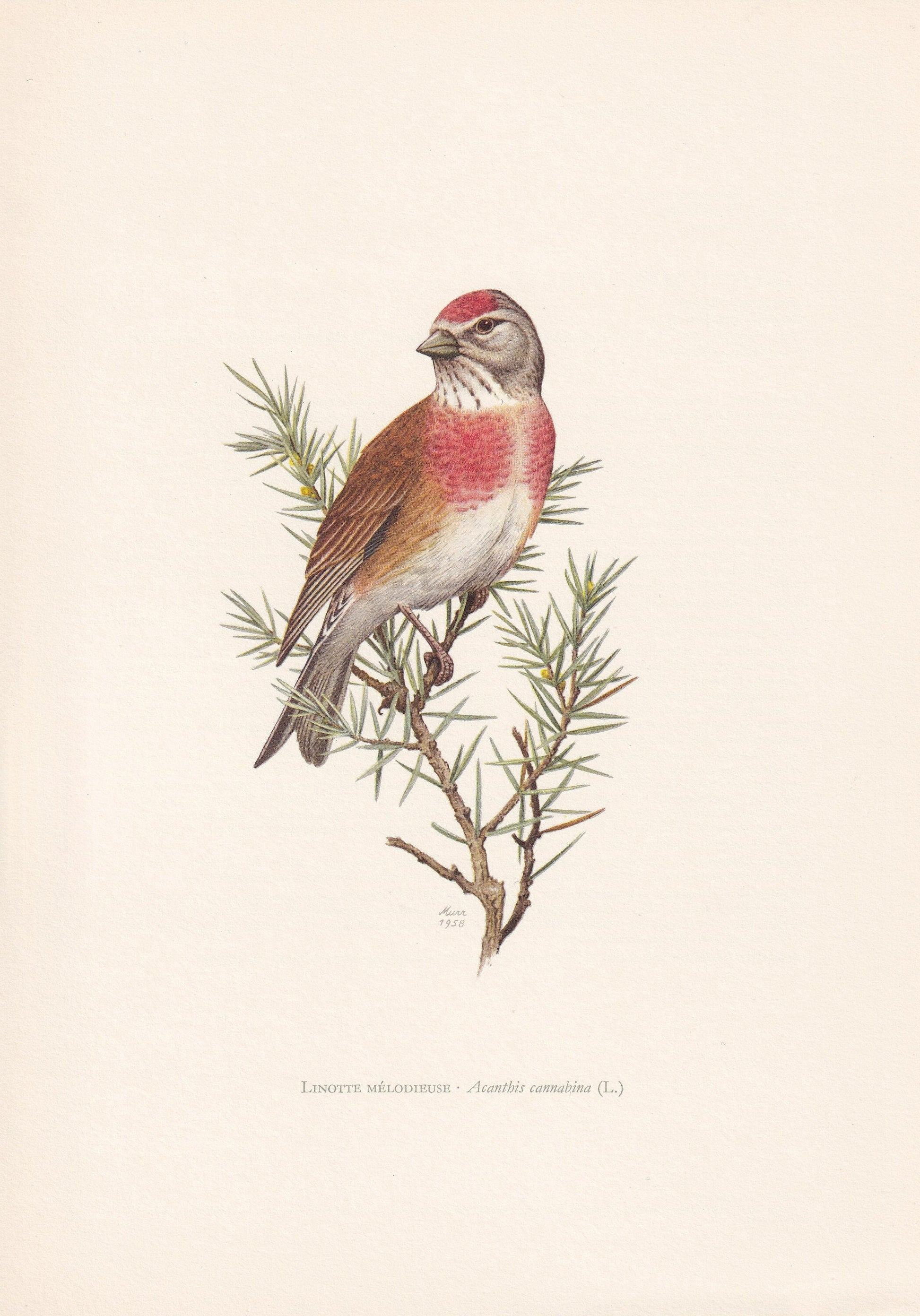 1960 COMMON LINNET Bird Print - Vintage Bird Print - Bird Illustration - Bird Wall Art - Bird Decor - 7.5 x 10.6 Inches
