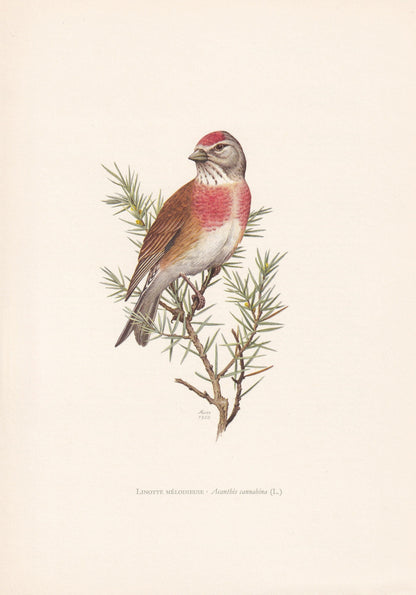1960 COMMON LINNET Bird Print - Vintage Bird Print - Bird Illustration - Bird Wall Art - Bird Decor - 7.5 x 10.6 Inches