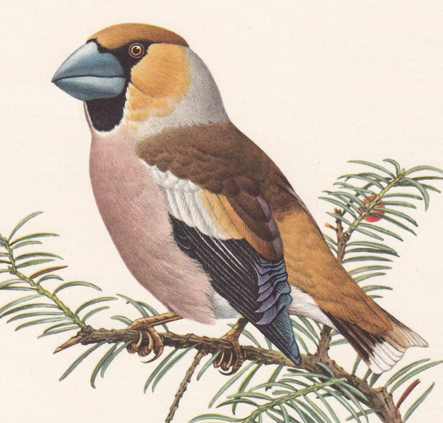 1960 HAWFINCH Bird Print - Vintage Bird Print - Bird Illustration - Bird Wall Art - Bird Decor - 7.5 x 10.6 Inches