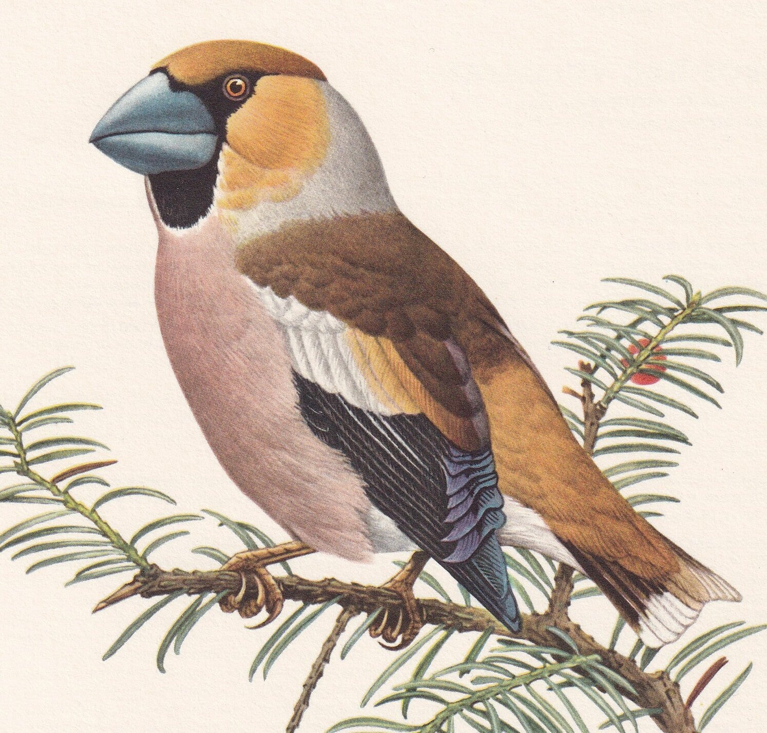 1960 HAWFINCH Bird Print - Vintage Bird Print - Bird Illustration - Bird Wall Art - Bird Decor - 7.5 x 10.6 Inches