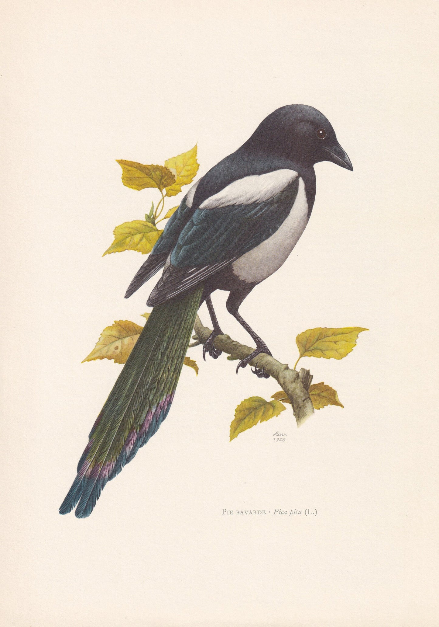 1960 MAGPIE Bird Print - Vintage Bird Print - Bird Illustration - Bird Wall Art - Bird Decor - 7.5 x 10.6 Inches