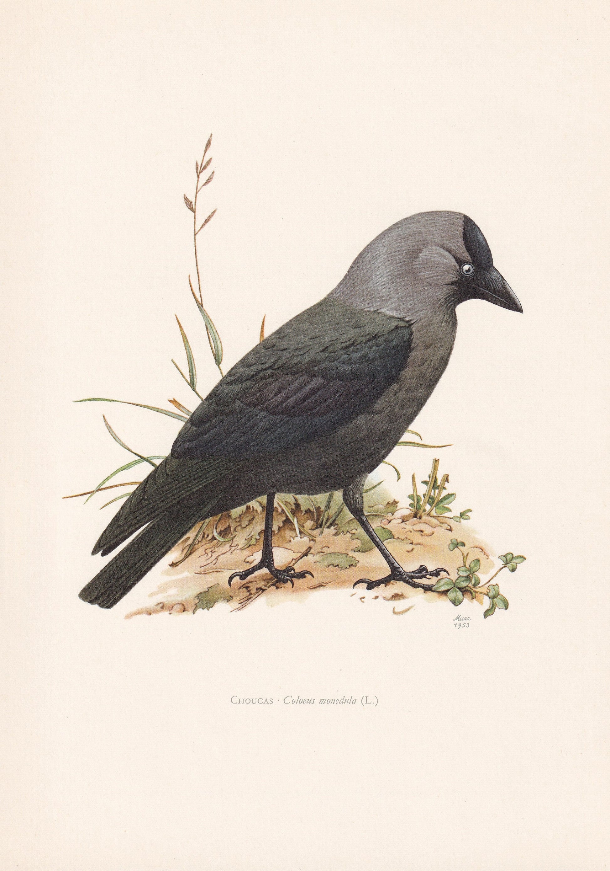 1960 WESTERN JACKDAW Bird Print - Vintage Bird Print - Bird Illustration - Bird Wall Art - Bird Decor - 7.5 x 10.6 Inches