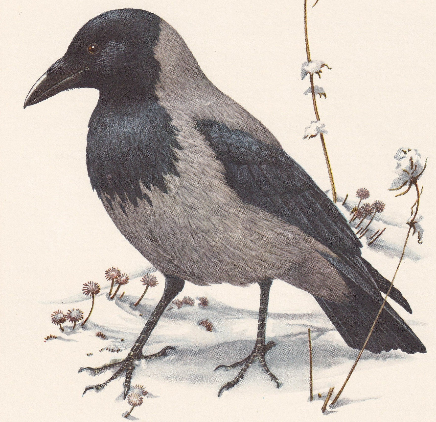 1960 HOODED CROW Bird Print - Vintage Bird Print - Bird Illustration - Bird Wall Art - Bird Decor - 7.5 x 10.6 Inches