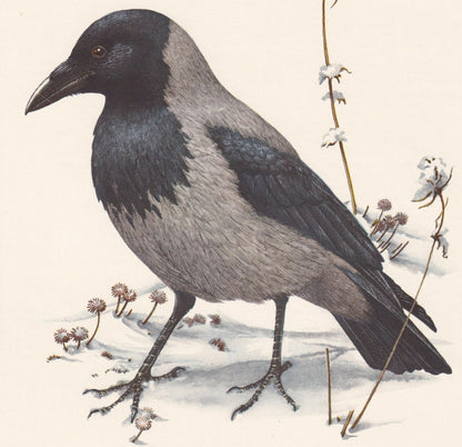 1960 HOODED CROW Bird Print - Vintage Bird Print - Bird Illustration - Bird Wall Art - Bird Decor - 7.5 x 10.6 Inches